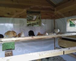 Spoiled Chickens ! HDPE lined 4' high (High Density Polyurethane - or Food Grade Cutting Board), Cedar above, lots of windows, ridge vent and cupola. Nesting Hutches are temporarily closed as the chickens are too young.